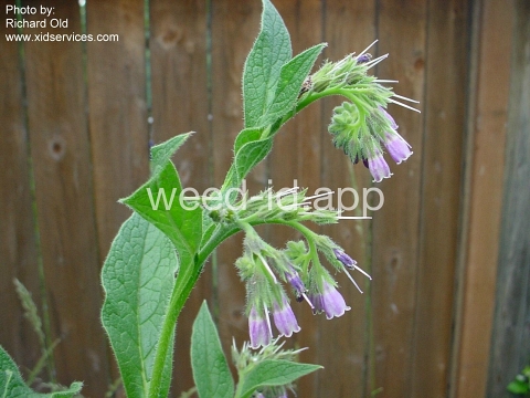 comfrey, common
